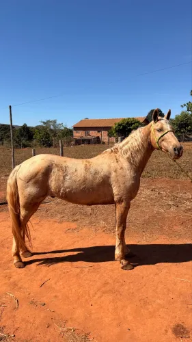 Cavalo Manga Larga Marchador