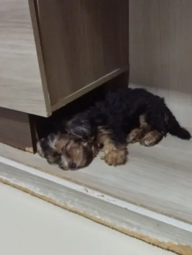 Vendo um filhote de cachorro,macho,com 2 meses de vida yorkshire 