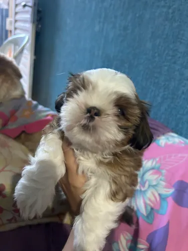 shitzu MACHO!!!! R$600 - LEIA A LEGENDA