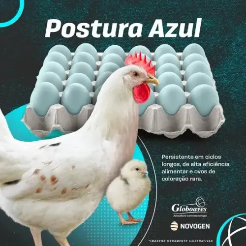 Poedeira Azur ( ovo azul )