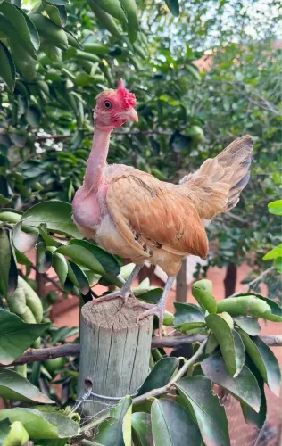 Galinha garnize