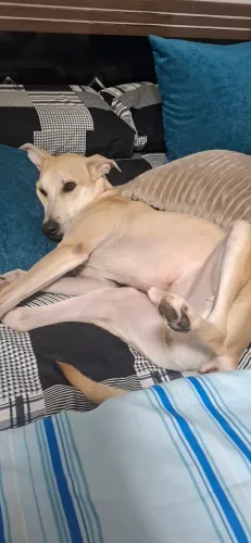 Cachorro para adoção responsável!!