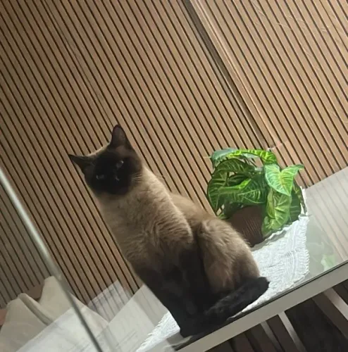Doa-se gato