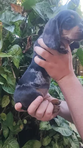 basset daschunb garanta já um pet que faz a diferença