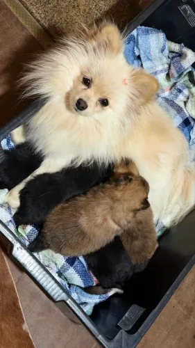 Lulu da Pomerânia - Spitz Alemão 