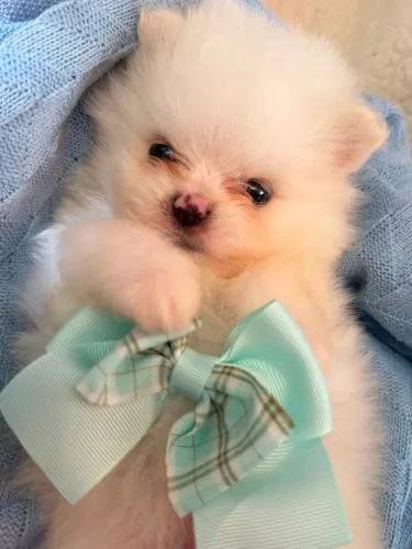 Lulu da Pomerânia macho anão creme. Uma fofurinha!!! Garanta ja essa bolinha de Pêlos!!!