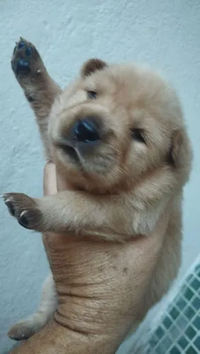 Filhote de Chow Chow