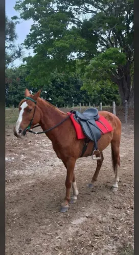 Vendo cavalo marcha picada 