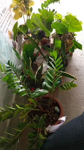 Vendo tudo essa plantas ótimo estado