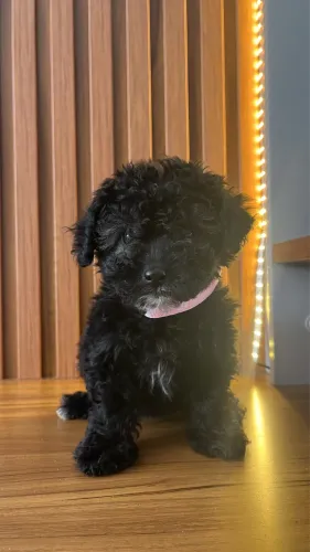 Shihtzu Fêmea Areia, Poodle Preta e Shihtzu Branca com Preto