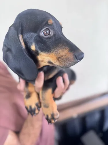 Filhote fêmea dachshund black tan