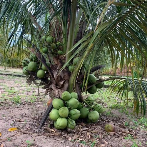 Muda de coco anão