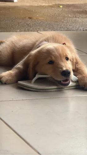 Golden 