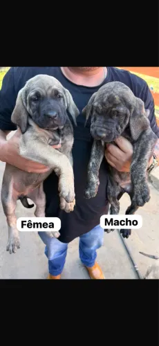 Filhote de fila brasileiro 45 dias