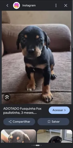 Doação de filhotes fox paulistinha preto