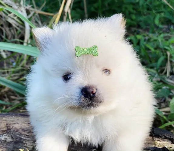 Spitz alemão MACHO branquinho