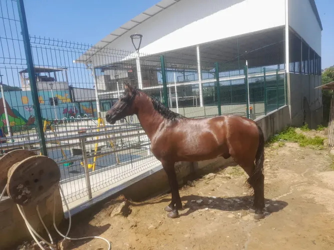 Cavalo mangalarga