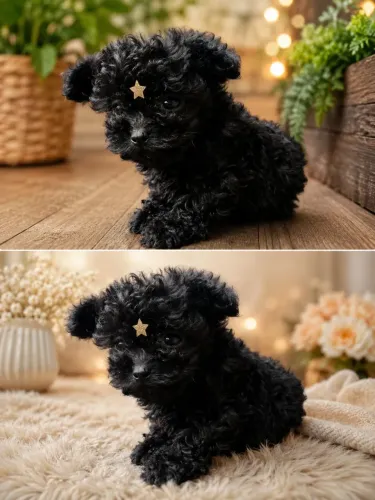 Poodle mini fêmea 