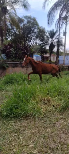 Eu vendo preço a combinar