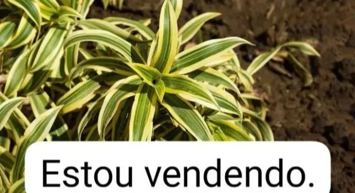 Venda de pleomele