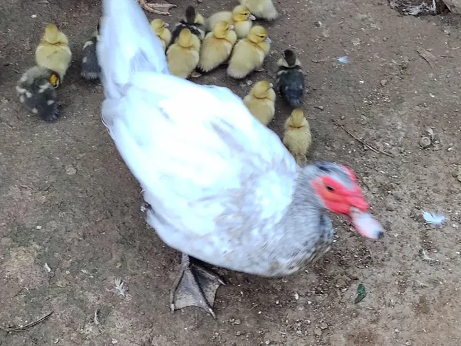 Patinhos de gamelão 5kg