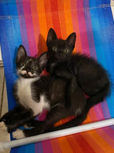 filhotes de gato para doação!!!