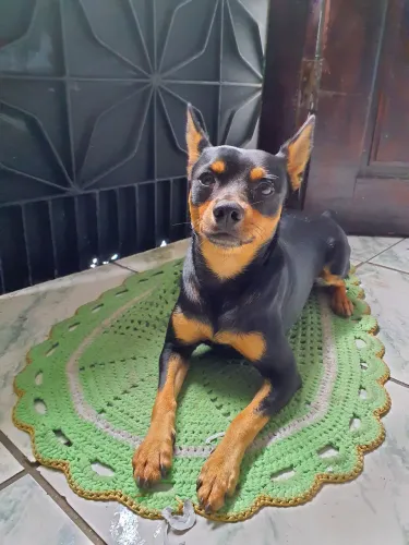 Pinscher original