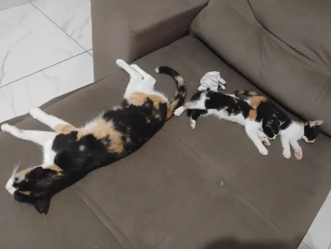 gatos