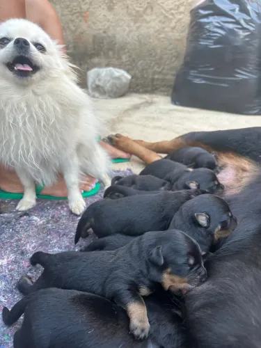 Rottweiler CBKC filhotes
