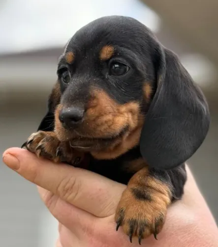 Basset Mini Dachshund Filhotes Dedicados. 