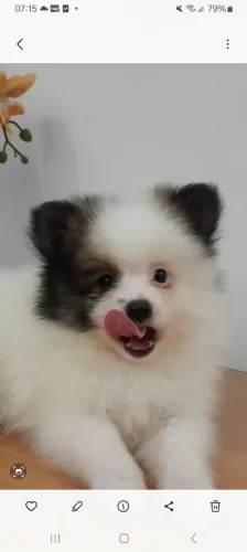 Spitz alemão anão macho com pedigree incluso ( CRIAÇÃO DOMÉSTICA)