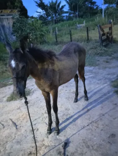 Linda potra mestiça e sua mãe já prenha