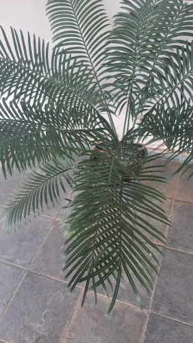 Palmeira Cica