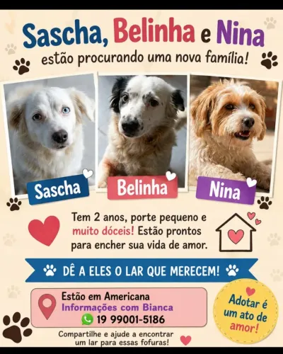 Doação Responsável: Cachorrinha Porte Pequeno Muito Dócil e Carinhosa