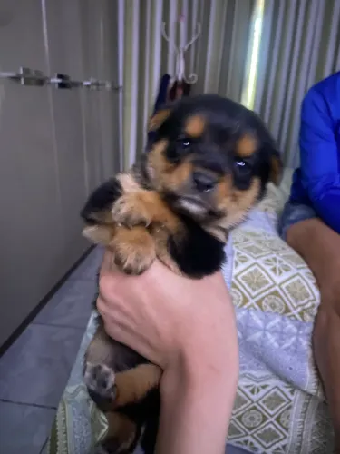 doação de filhote rottweiler