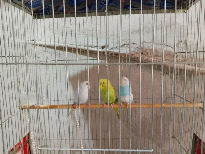 Vende se gaiola 