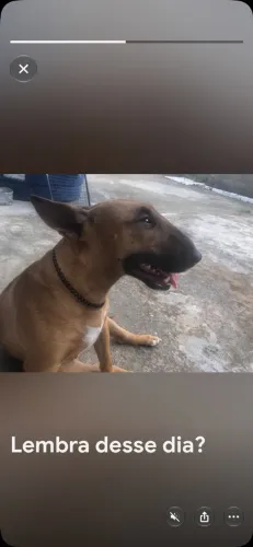 Vendo Bull Terrier Inglês