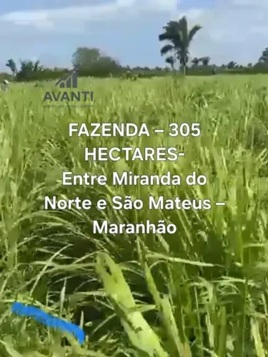 FAZENDA - 305 HECTARES- Entre Miranda do Norte e São Mateus - Maranhão  Área: 305 hectares