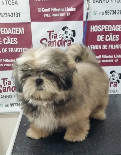 Filhotes lindos