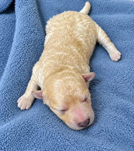 Poodle toy