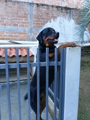 Cachorro macho Rotvalhe  *