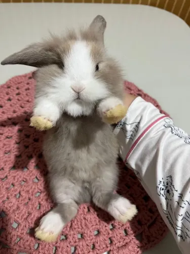 Mini coelho 