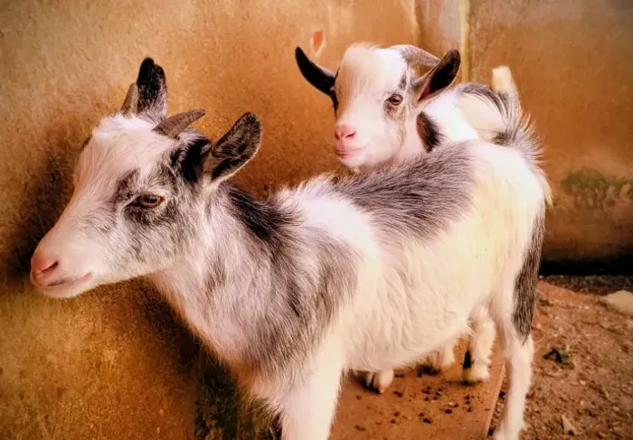 Mini Cabras e Mini Bode