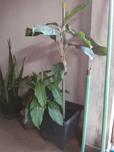 planta comigo nao pode 