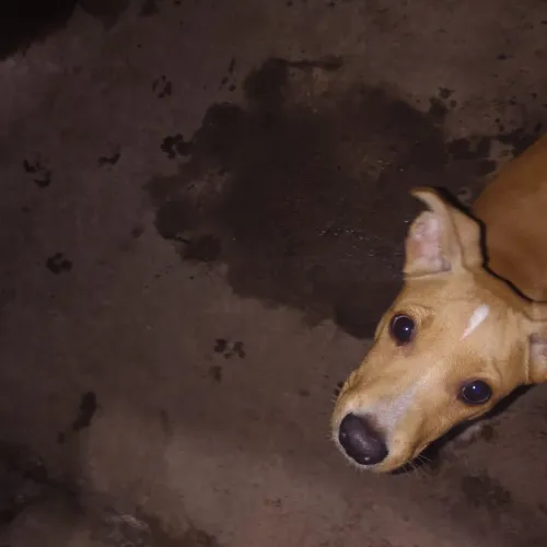 Cachorro doação vacinado filhote 3 meses