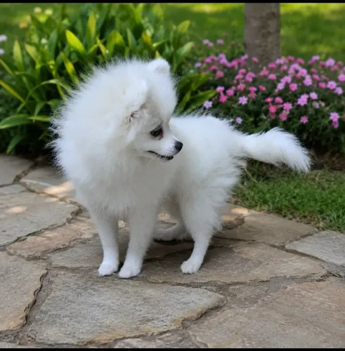SPITZ ALEMÃO MACHO 
