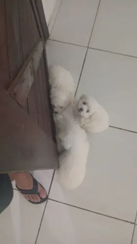 Vende se filhotes de maltês!