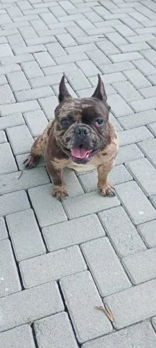 Chihuahua pelo Curto com 8 meses