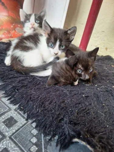 Gatinhos filhotes