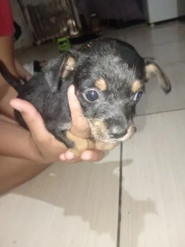 Cachorro pinsher número 3